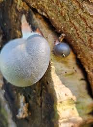 Attēlu rezultāti vaicājumam “Lycogala sphaeroconicum”