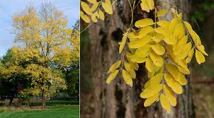 Attēlu rezultāti vaicājumam “Robinia pseudoacacia leaf”