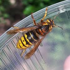 Attēlu rezultāti vaicājumam “Dolichovespula media”