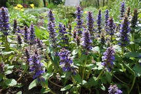 Attēlu rezultāti vaicājumam “Ajuga reptans flower”