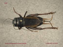 Attēlu rezultāti vaicājumam “Gryllus domesticus”