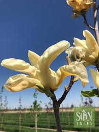 Attēlu rezultāti vaicājumam “Magnolia acuminata flower”