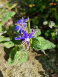 Attēlu rezultāti vaicājumam “Borago officinalis flower”