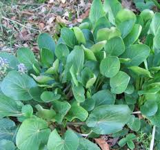 Attēlu rezultāti vaicājumam “Eryngium planum leaf”