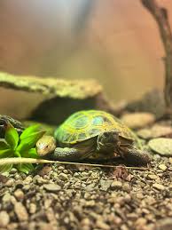 Attēlu rezultāti vaicājumam “Reptilia”