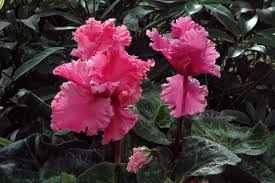 Attēlu rezultāti vaicājumam “Cyclamen hederifolium”