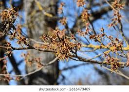 Attēlu rezultāti vaicājumam “Hamamelis japonica”