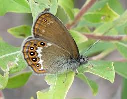 Attēlu rezultāti vaicājumam “Coenonympha hero”