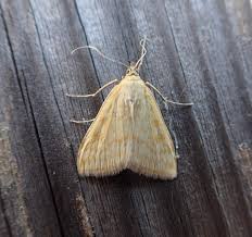 Attēlu rezultāti vaicājumam “Sitochroa verticalis”