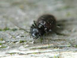 Attēlu rezultāti vaicājumam “Psocoptera”