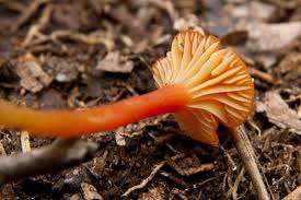Attēlu rezultāti vaicājumam “Hygrocybe cantharellus”