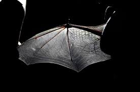 Attēlu rezultāti vaicājumam “Pipistrellus nathusii”