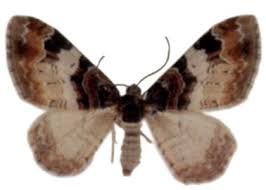 Attēlu rezultāti vaicājumam “Catarhoe cuculata”