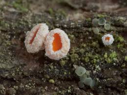 Attēlu rezultāti vaicājumam “Lachnellula willkommii”