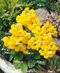 Image result for Calceolaria integrifolia