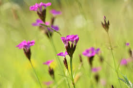 Image result for Dianthus carthusianorum