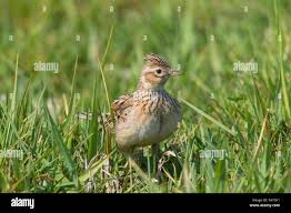 Attēlu rezultāti vaicājumam “Alauda arvensis adult”