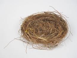 Attēlu rezultāti vaicājumam “Sylvia borin nest”