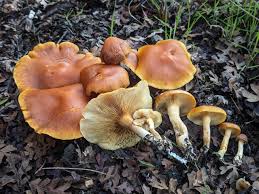Attēlu rezultāti vaicājumam “Gymnopilus sapineus”