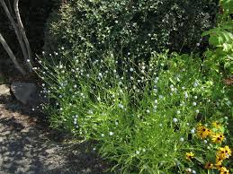 Image result for Succisella inflexa