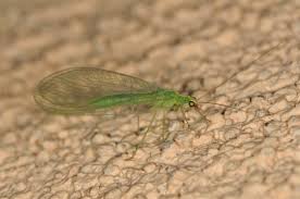 Attēlu rezultāti vaicājumam “Chrysopa”