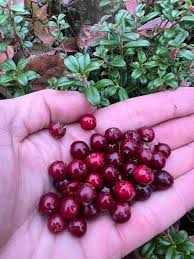 Attēlu rezultāti vaicājumam “Vaccinium vitis-idaea fruit”