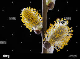 Attēlu rezultāti vaicājumam “Salix caprea male flower”