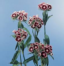 Image result for Dianthus barbatus