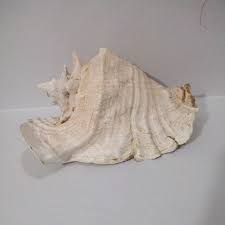 Image result for Aliger gigas