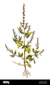 Attēlu rezultāti vaicājumam “Atriplex calotheca leaf”