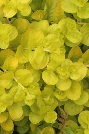 Image result for Lysimachia nummularia