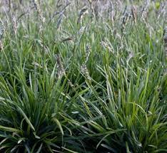 Attēlu rezultāti vaicājumam “Sesleria caerulea leaf”