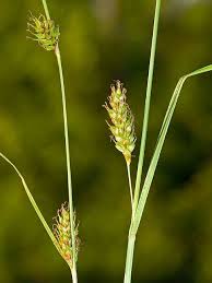 Attēlu rezultāti vaicājumam “Carex hostiana”