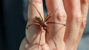 Attēlu rezultāti vaicājumam “Agelenidae”