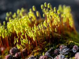 Attēlu rezultāti vaicājumam “Pohlia bulbifera”