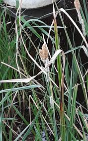 Attēlu rezultāti vaicājumam “Carex acutiformis”