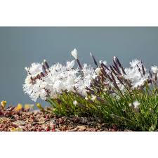 Attēlu rezultāti vaicājumam “Dianthus arenarius”
