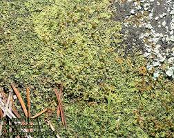 Attēlu rezultāti vaicājumam “Lepidozia reptans”