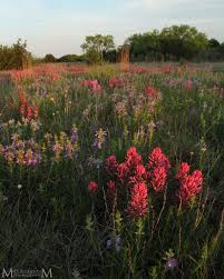 Attēlu rezultāti vaicājumam “Reticularia lobata young”