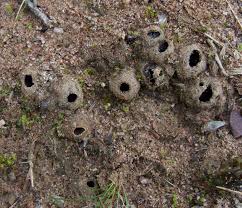 Attēlu rezultāti vaicājumam “Geopora arenicola”