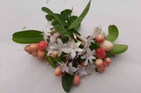 Attēlu rezultāti vaicājumam “Trifolium spadiceum fruit”