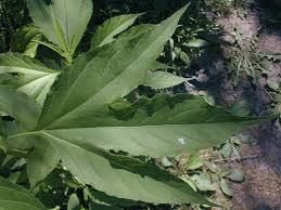 Attēlu rezultāti vaicājumam “Ambrosia artemisiifolia leaf”