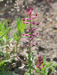 Attēlu rezultāti vaicājumam “Fumaria officinalis”