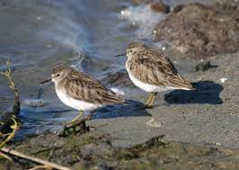 Image result for Calidris minutilla