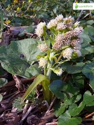 Image result for Petasites officinalis