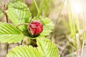 Attēlu rezultāti vaicājumam “Fragaria viridis”