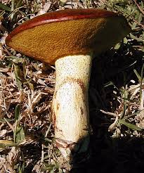 Attēlu rezultāti vaicājumam “Suillus granulatus”