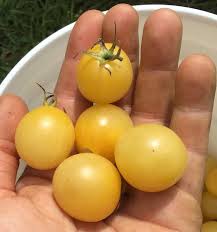Afbeeldingsresultaat voor hawaiian white cherry tomato
