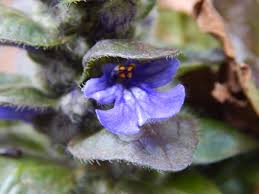 Attēlu rezultāti vaicājumam “Ajuga reptans bud”