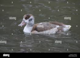 Attēlu rezultāti vaicājumam “Tadorna tadorna juvenile”